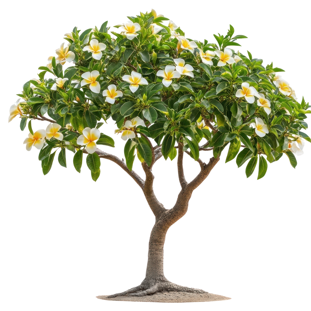 Plumeria Obtusa